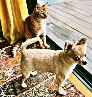 犬と猫 犬と猫 犬,猫,ペットの写真素材