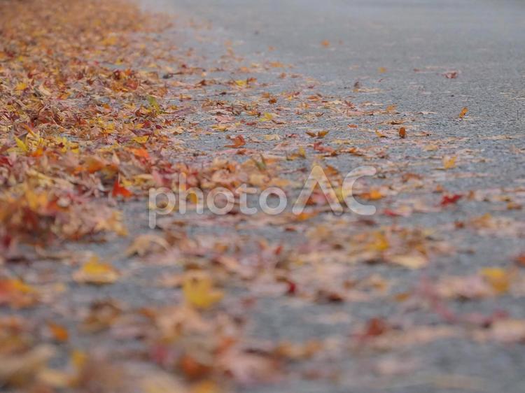 雨に濡れた赤い落ち葉2 落ち葉,濡れた,しっとりの写真素材