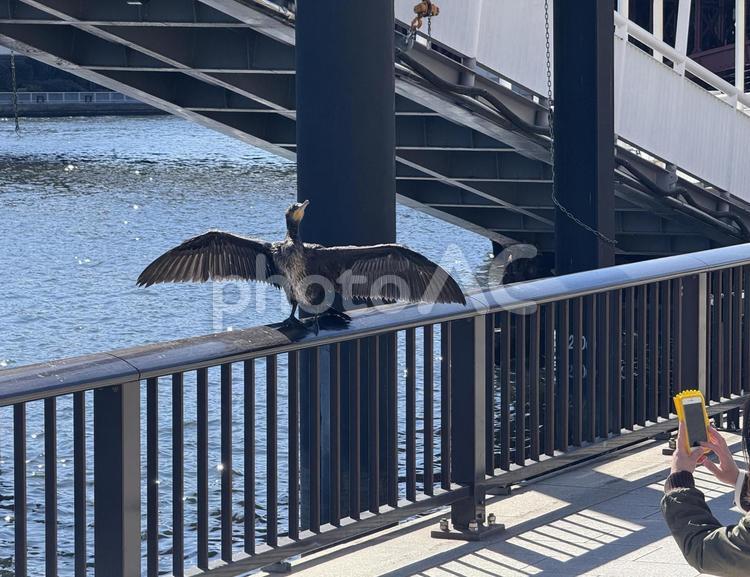隅田公園で見かけたカワウ スカイツリー,隅田公園,浅草の写真素材