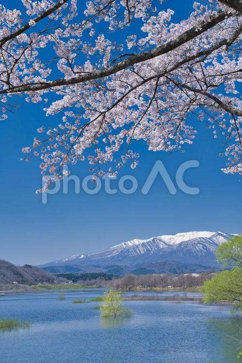 釜房湖の桜 桜,満開,釜房湖の写真素材