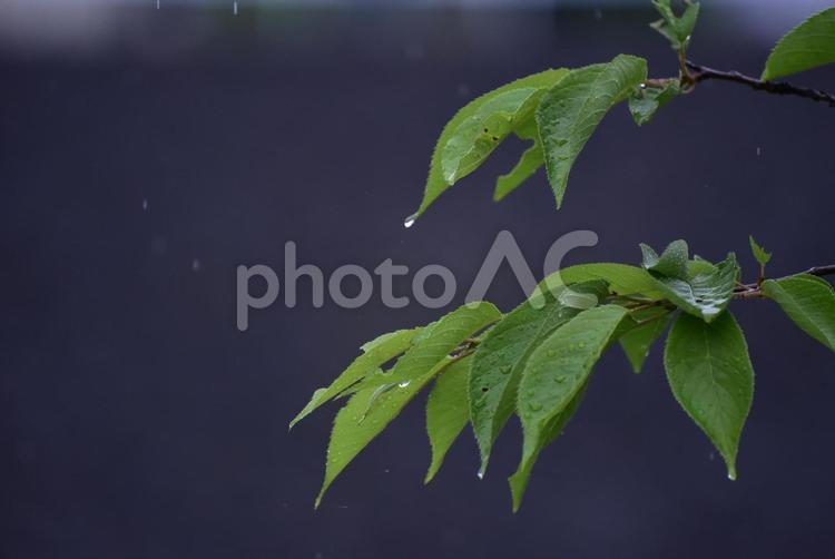梅雨の雨に濡れる葉 自然,雨,葉の写真素材