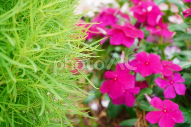 日々草とコキア 日々草,ピンク色,草花の写真素材