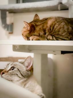 棚でくつろぐ2匹の猫 棚でくつろぐ2匹の猫の写真
