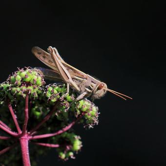 Ground locust, JPG