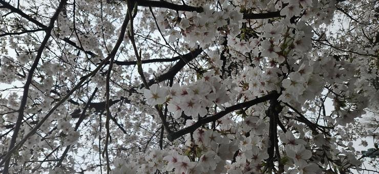 桜 桜の写真