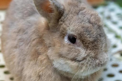 ぬいぐるみのようなウサギのアップ ぬいぐるみのようなウサギのアップの写真