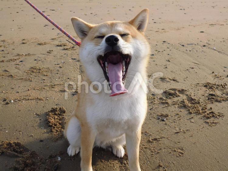 眠いよ～～♡ 犬,あくび,朝の写真素材