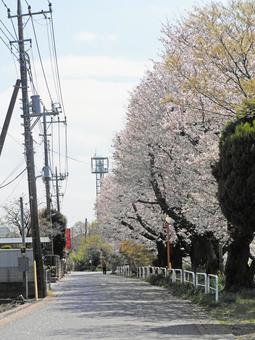 桜並木 桜,ソメイヨシノ,花の写真素材