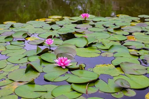 Lotus pond in Fuxing Park, Shanghai, JPG Lotus pond in Fuxing Park, Shanghai, JPG