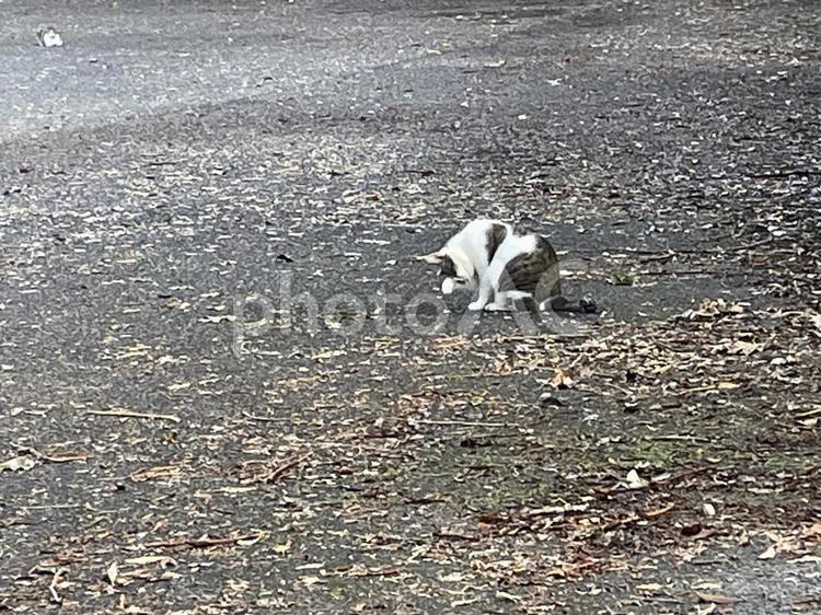 野良猫の毛つくろい 風景,自然,景色の写真素材