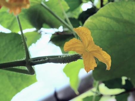 Photo, cucumber, flower, yellow, 