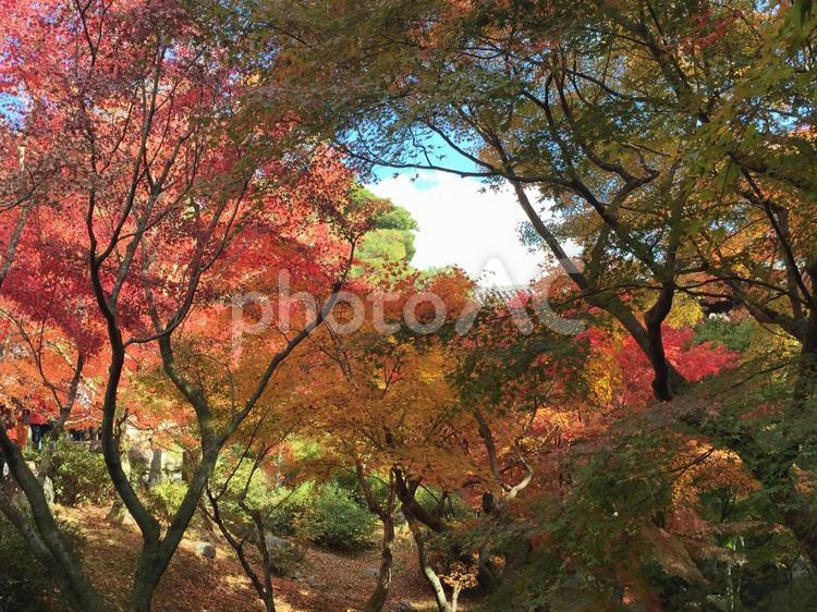 空をキャンバスにして紅葉の絵の具で描く 紅葉,色とりどり,赤の写真素材
