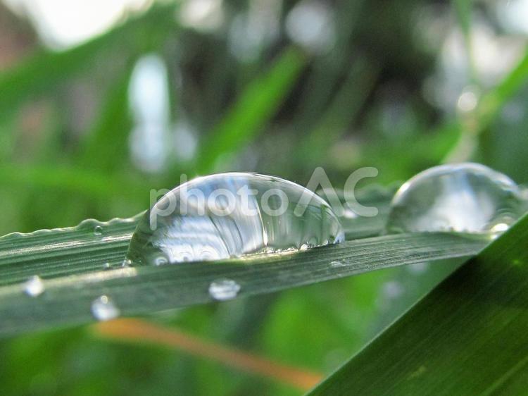 水滴と朝の光Water drop 水滴,しずく,雨の写真素材