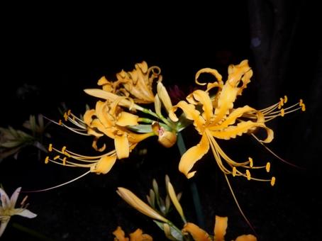 [Photo of cluster amaryllis] Scenery of cluster amaryllis blooming, JPG