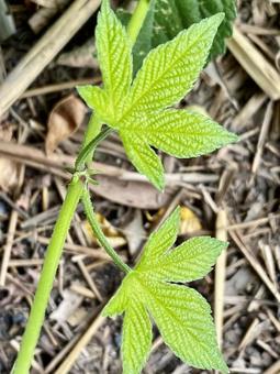 雑草葉っぱ 雑草葉っぱの写真
