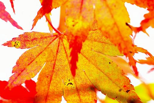 紅葉したイロハモミジの葉 イロハモミジ,紅葉樹,きれいの写真素材