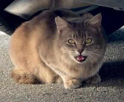 野良猫 猫,野良猫,野良の写真素材