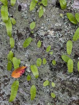 木の皮に葉っぱが 木の皮に葉っぱがの写真