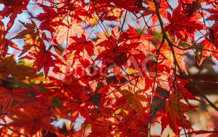 城峯公園　紅葉風景　紅葉　もみじ 城峯公園,紅葉,もみじの写真素材