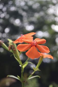 フシグロセンノウの花 フシグロセンノウの花の写真