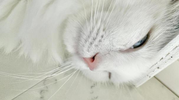 床で寝る猫ドアップ③ 猫,ペット,かわいいの写真素材