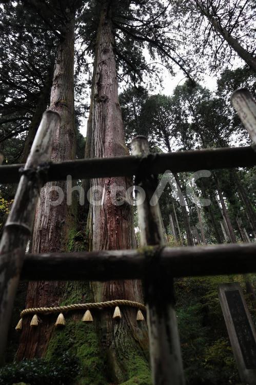 御岩神社　三本杉 アウトドア,ウォーキング,ハイキングの写真素材