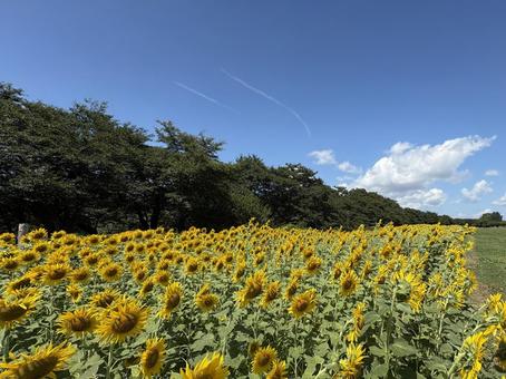 黄色いじゅうたん 黄色いじゅうたん ひまわり,北上ひまわりプロジェクト,展勝地スポットの写真素材