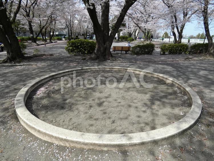 公園にある満開の桜と丸い砂場 砂場,公園,遊び場の写真素材