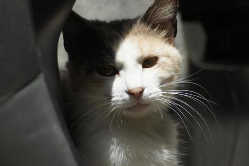 ねこ にゃんこ,可愛い,野良猫の写真素材