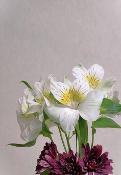切り花(アルストロメリア) 切り花(アルストロメリア) アルストロメリア,菊,切り花の写真素材