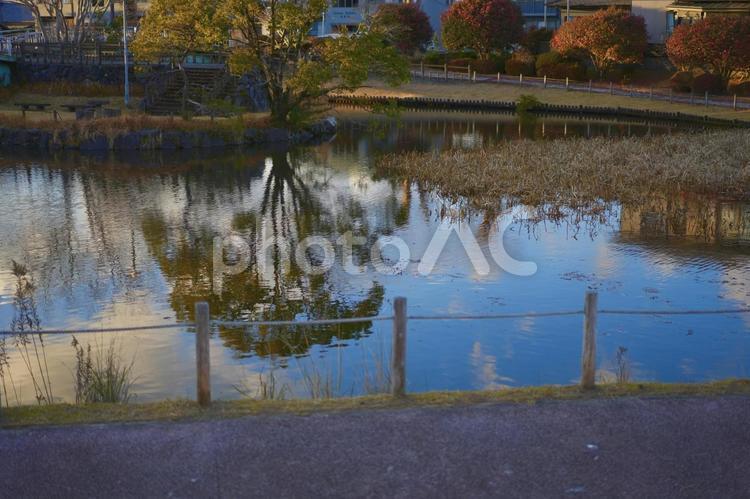 公園の池 秋,冬,12月の写真素材