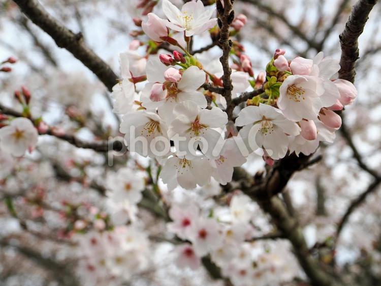 桜のある風景 桜,さくら,咲くの写真素材