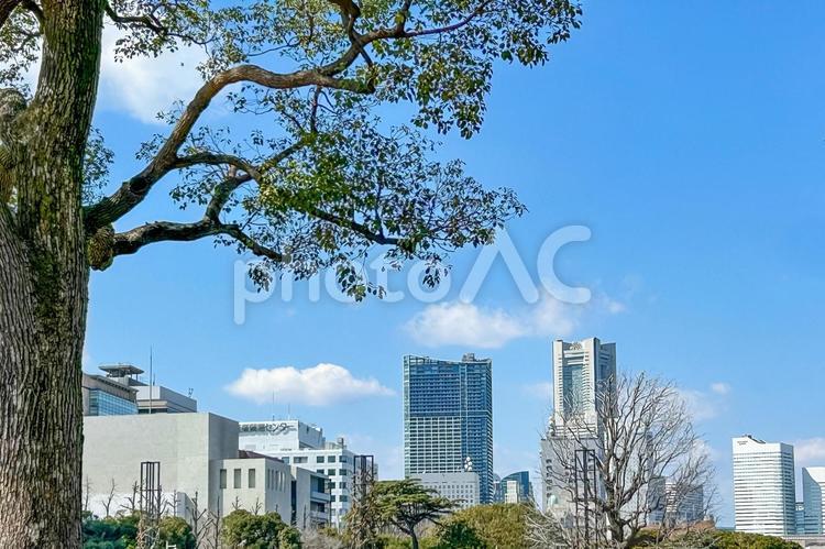 大きな樹木を通して眺める横浜みなとみらい 横浜,みなとみらい,ロケーションの写真素材