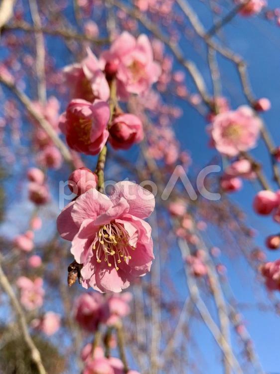 枝垂れ花梅と青空 枝垂れ,花梅,花の写真素材