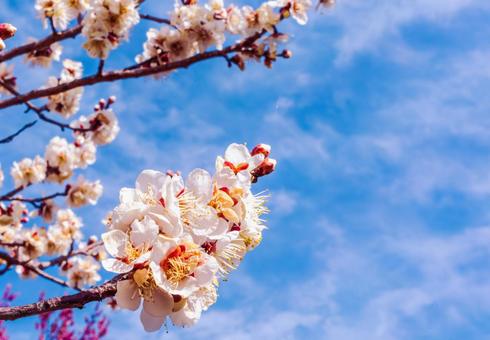 本庄運動公園 梅の花5ー106 本庄運動公園 梅の花5ー106の写真