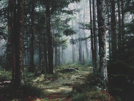 しっとりとした森の情景 しっとりとした森の情景の写真