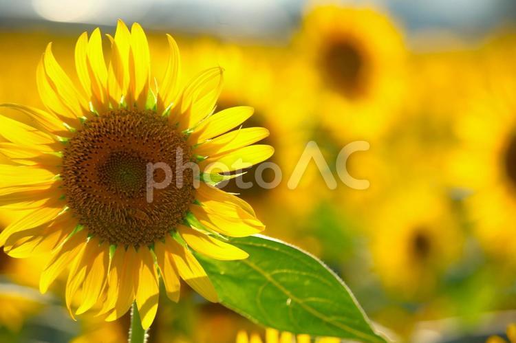 ひまわり　201208 12 ひまわり,ひまわり畑,夏の写真素材