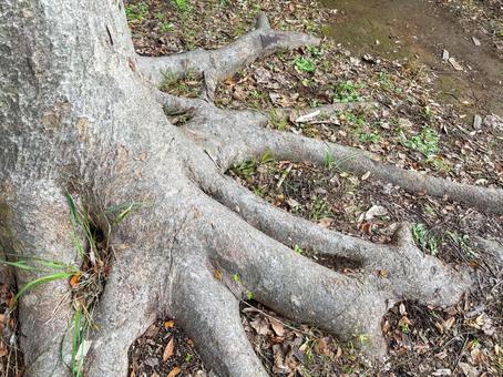 木の根の背景 木,樹木,幹の写真素材