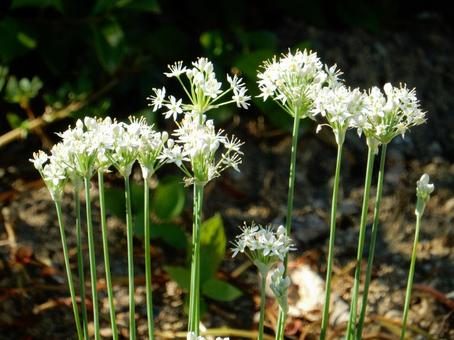 【花の写真】ニラの花 【花の写真】ニラの花の写真