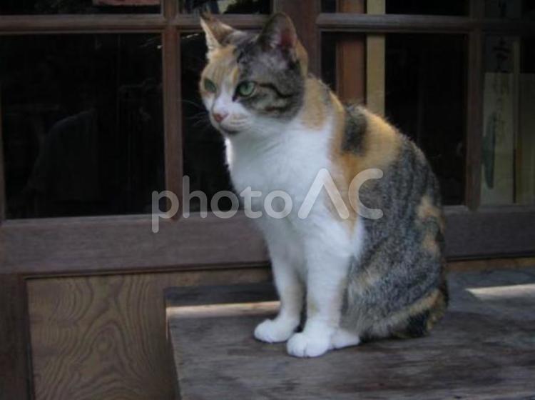 静岡　修善寺の三毛猫　2 静岡,伊豆半島,修善寺の写真素材
