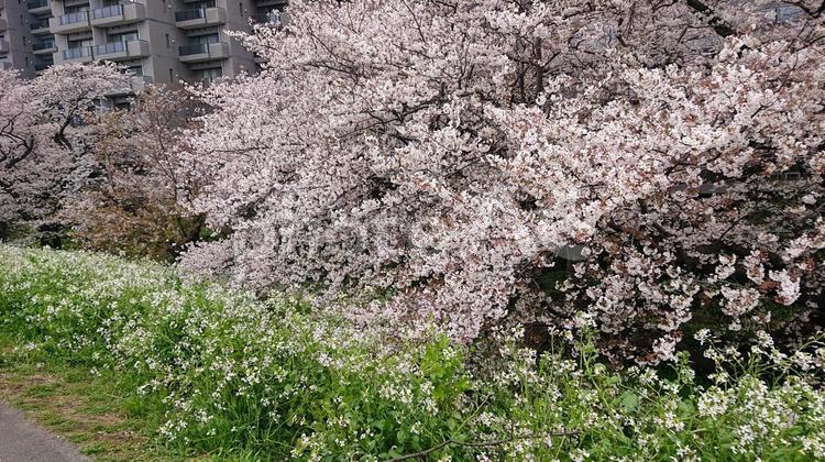 都会の桜のオアシス 桜,花見,春の写真素材