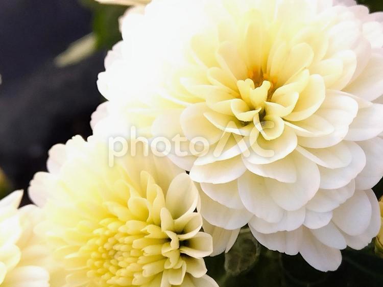 白グラデーションのガーデンマム 小菊,ガーデンマム,菊の写真素材