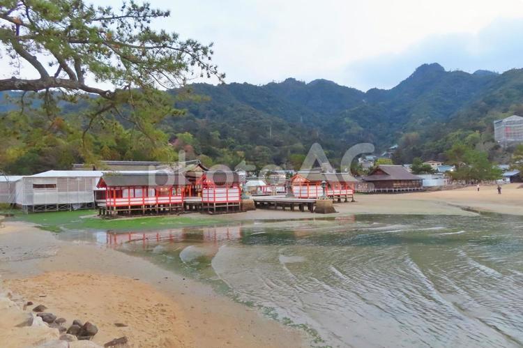 【広島県】日本三景安芸の宮島の厳島神社 宮島,厳島,厳島神社の写真素材