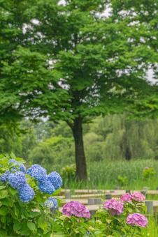 公園のアジサイ 公園のアジサイの写真