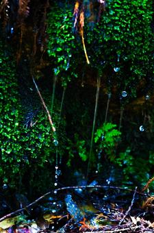 雨水 雨水 こけ,苔,雨の写真素材