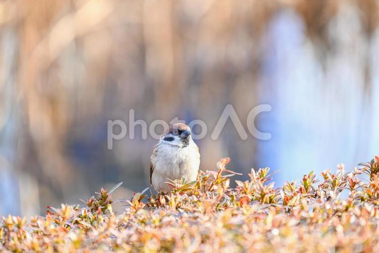 見晴らしのいい場所にとまったスズメ 鳥類,野生,野鳥の写真素材