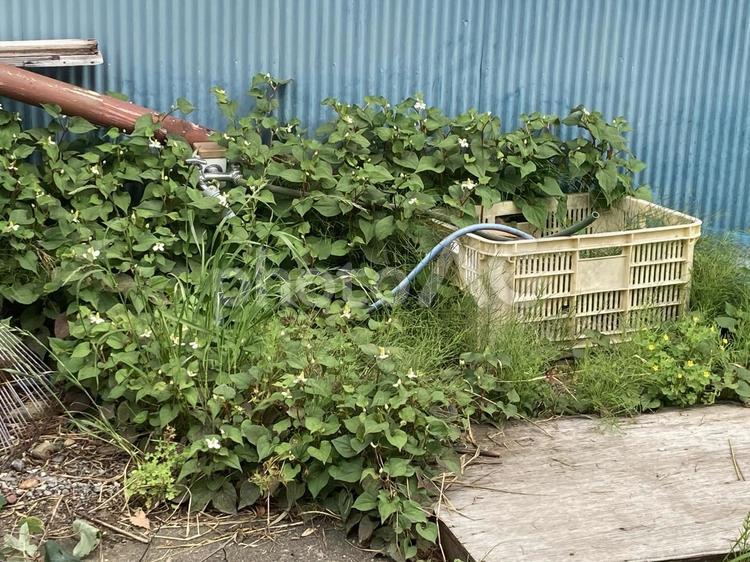 雑草と雑然と置かれた物 雑草,黄色いカゴ,熊手の写真素材