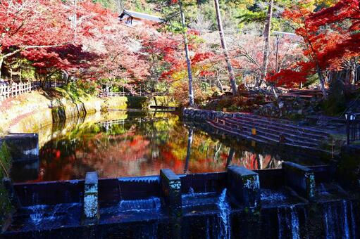 岩屋堂公園の鳥原川に映る紅葉の風景 岩屋堂公園,鳥原川,もみじの写真素材