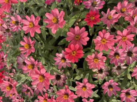 ジニア ジニア,ピンク,花の写真素材