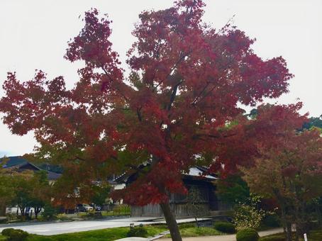 Photo, autumn leaves, maple, momiji, 
